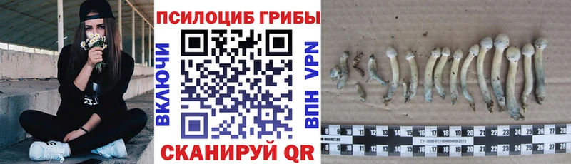 Псилоцибиновые грибы Psilocybe  магазин  наркотиков  Серпухов 
